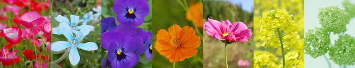 ハナコレクション